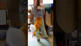 #appcontrolled moving #fox tails and ears! 🦊 And they can light up too! Perfect for your #fursona!