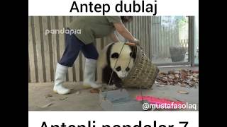Antepli Panda Cuma 7 (Antep dublaj )