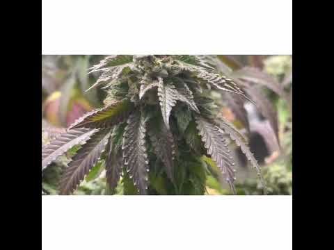 Birthday Blues from Cannarado genetics-2nd video ever years later
