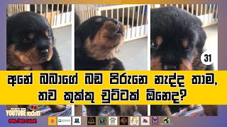 අනේ බබාගේ  බඩ පිරුනේ නැද්ද තාම Rottweiler Cute Puppy 31 - Ceylon Pet Media YouTube Star Competition