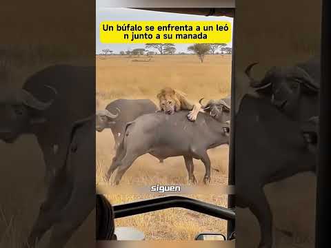 Un búfalo se enfrenta a un león junto a su manada. #Fauna #VidaSalvaje #Búfalo