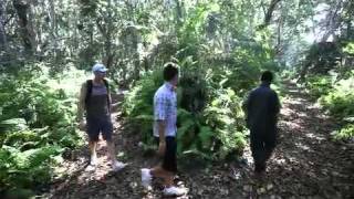 preview picture of video 'Jozani Forest Zanzibar attractions Zanzibar'