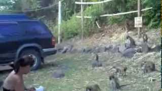 Monkey Lady - chilling with the Green Vervet Monkeys of St Kitts