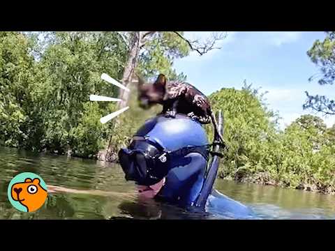 Система распределения кошек работает идеально