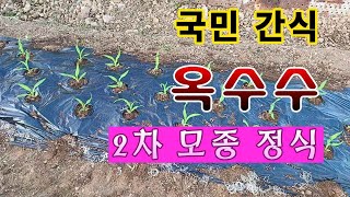 [텃밭농부. 1,083]  국민간식 옥수수 2차 모종심기 #옥수수재배