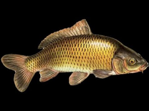 Курск. Воспоминания. Детство.