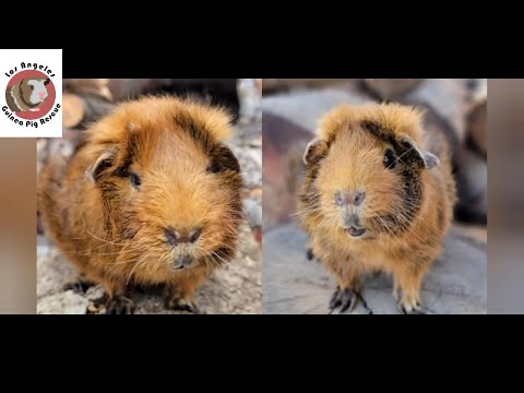 Sick Guinea Pig Transformation