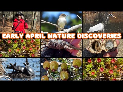 Delightful discoveries on an Early April Nature Walk at West Hill Dam