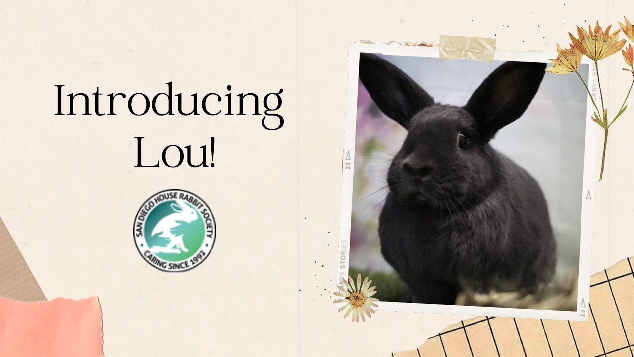 Lou, a Adoptable American in San Diego, CA video 6/6