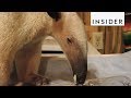 How Anteaters Eat