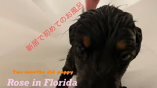 新居で初めての子犬のお風呂【ミニチュアダックス】/Her first bath time!