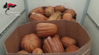 la-logistica-dell-ortofrutta-per-importare-droga-dall-estero