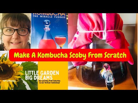 It's So EASY To Make A Kombucha Scoby From Scratch