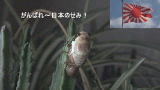 夏休み！子供に大人気の自由研究 セミ羽化観察記録