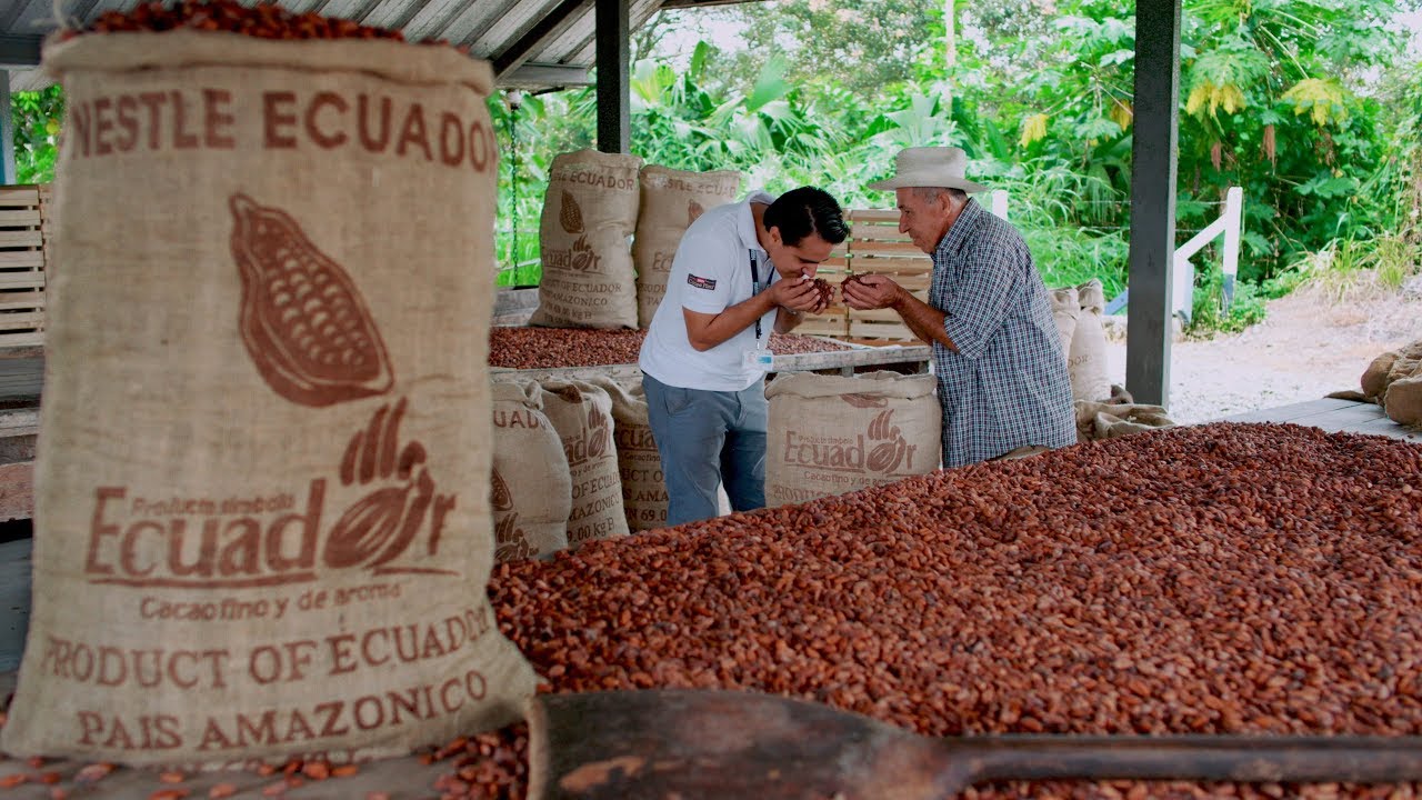 Plan Cacao Nestlé - ¡Ecuatorianos que cosechan el mejor cacao del mundo!