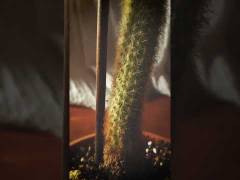 Garlaicība Laikmeta Lieta - Inese Bērziņa Quartet