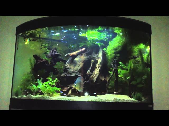 discus set up 190 litre corner fluval aquarium