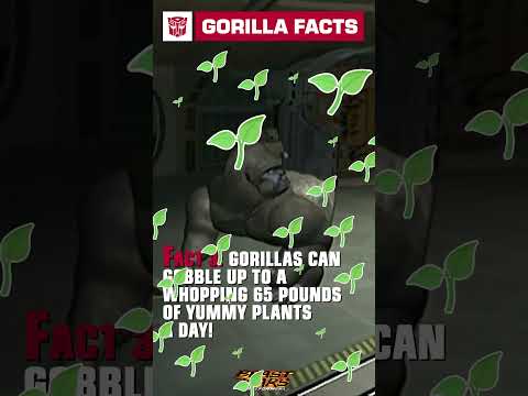Gorilla fun facts with Optimus Primal