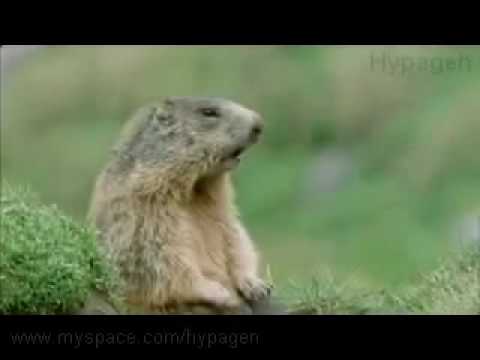 Dan Dan Dan Daaaaaaaan! Marmot Shouting Dan Based On Alan Partridge.