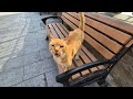 The Orange Cat Hungry After Its Morning Nap Wants Food