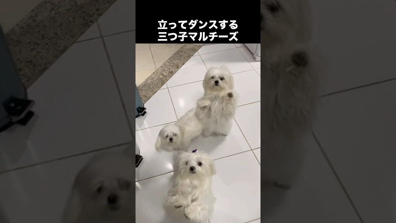 マルチーズが世界中で愛される理由 #マルチーズ #犬 #いぬ