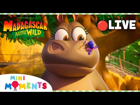 🔴 LIVE | Babysitting Hedgehogs is Not Easy! 🦔 | Madagascar: A Little Wild | Mini Moments