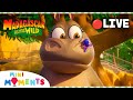 LIVE Babysitting Hedgehogs Is Not Easy Madagascar A Little Wild Mini Moments
