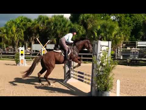 Arazi fox lea jumper