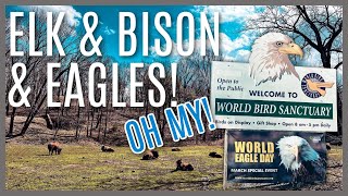The ONLY Place To See Bison In STL! Lone Elk Park - World Bird Sanctuary - St. Louis MO Road Trip!