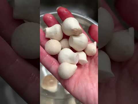 Você pode comê-lo!?!Puffballs cravejados de pedras preciosas #caçacogumelos 📍🇨🇦