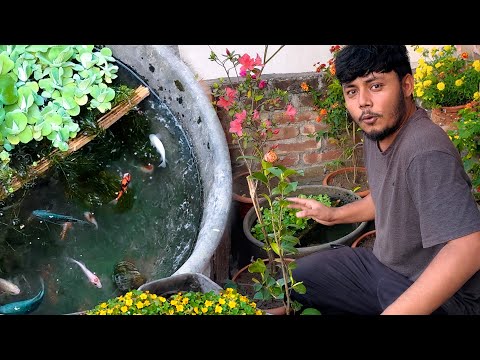 ছাদে ফুল বাগানের মধ্যে ছোট্ট মাছের পুকুর | DIY Mini Pond
