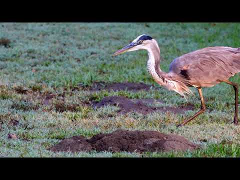 Great Blue Heron hunting and finally catching and eating a gopher Reuploaded 4K