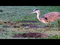 Great Blue Heron Hunting And Finally Catching And Eating A Gopher Reuploaded 4K