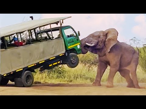 Elephant Picks up Truck full of Tourists - Second Angle