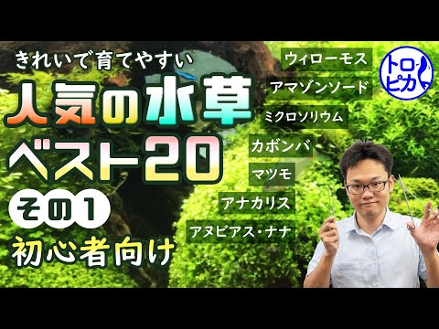 2023年の池の水生植物トップ5