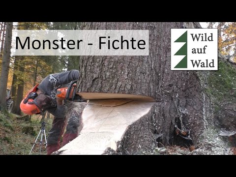 🌲Riesige Fichte mit Humboldt Fallkerb und Husqvarna 572 XP #wildaufwald