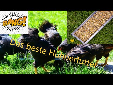Das beste Hühnerfutter für deine Hühner
