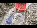 Amazing Village Women Traditional Hand Fishing Big Snakehead Fish Beautiful Womne Fishing