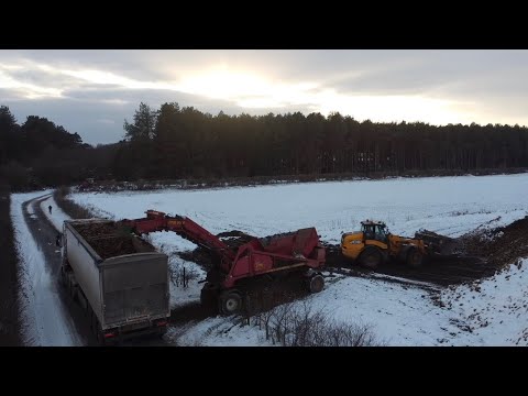 Loading sugar beet with JCB loader / snow and mud
