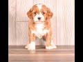 Cavapoo dogs for sale: Tessa - Video 1