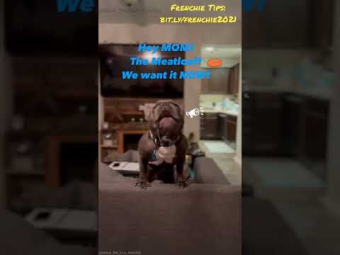 "Hey Mom!" French Bulldog yelling for the meatloaf.