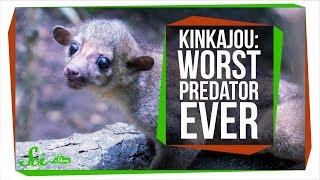 Meet the World&#39;s Worst Carnivore, the Kinkajou