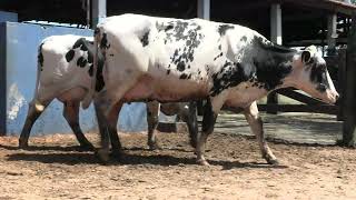 Vídeo 71 - 1ª ETAPA MEGA LIQUIDAÇÃO TOTAL AGROPECUÁRIA MARAJOARA - DIA 4 | GADO GIROLANDO E HOLANDÊS