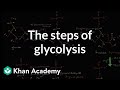 Steps of glycolysis | Cellular respiration | Biology | Khan Academy