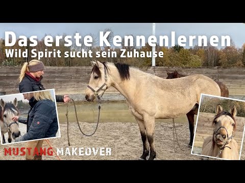 Wild Spirit ist in Deutschland und sucht sein Zuhause | Mustang Makeover | Trainerin: Lara Tauer