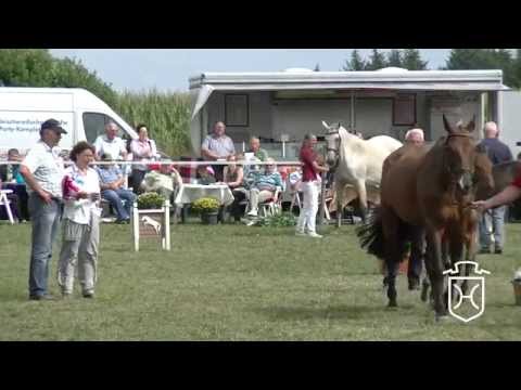 Holsteiner Fohlenchampionat 2014 - Schleswig-Flensburg - Hengstring