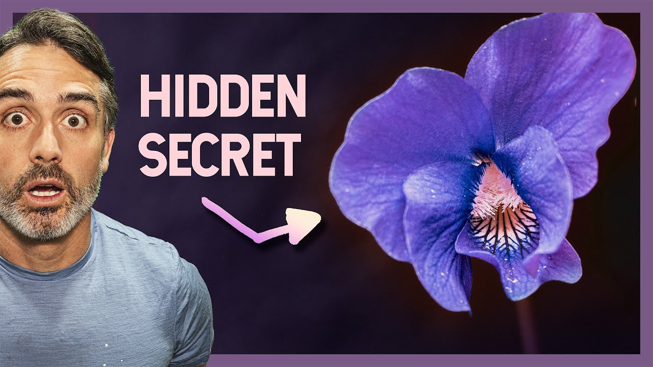 What You Don't Know about Wild Violets will SHOCK You! - YouTube