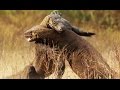 Komodo Dragon VS Komodo Dragon
