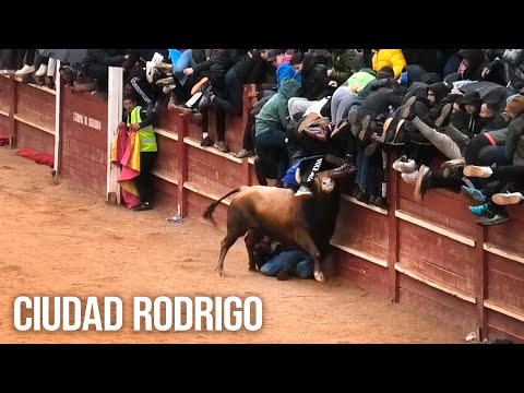 Se Distraen y el Toro se les Lleva Ciudad Rodrigo 2025