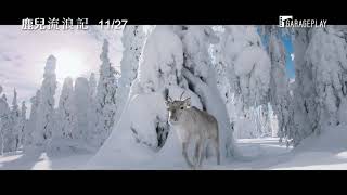 化身間諜馴鹿？耗時五年準備完整記錄野生馴鹿遷徙生態！與極圈野生動物零距離接觸【鹿兒流浪記】Ailo’s Journey 電影預告 11/27(五) 追尋之旅